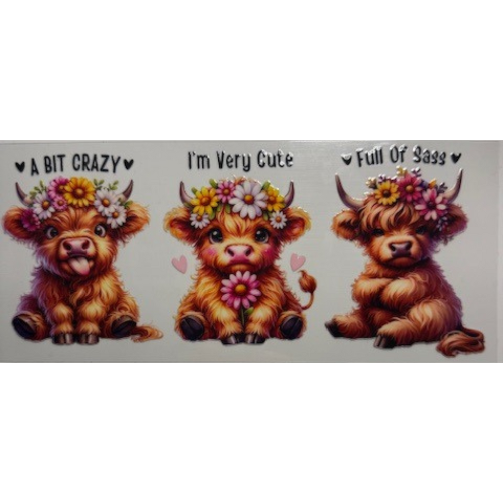 Funny Highland Cows