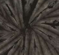 Spider Black